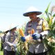 Dukung Ketahanan Pangan, Kapolres Metro Bekasi Kota Pimpin Panen Raya Jagung di Jatiasih